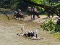 Chiang Mai P0189 Maetaman Elephant Camp